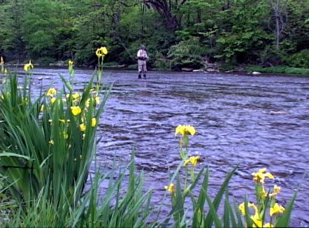 Spring Creek